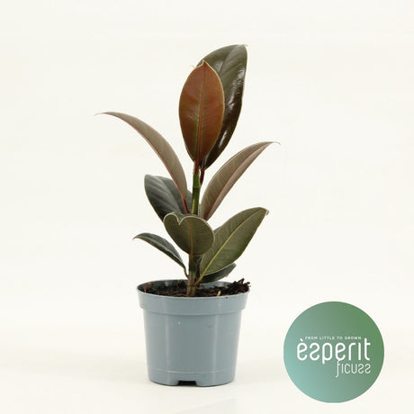 Ficus Elastica Melany®