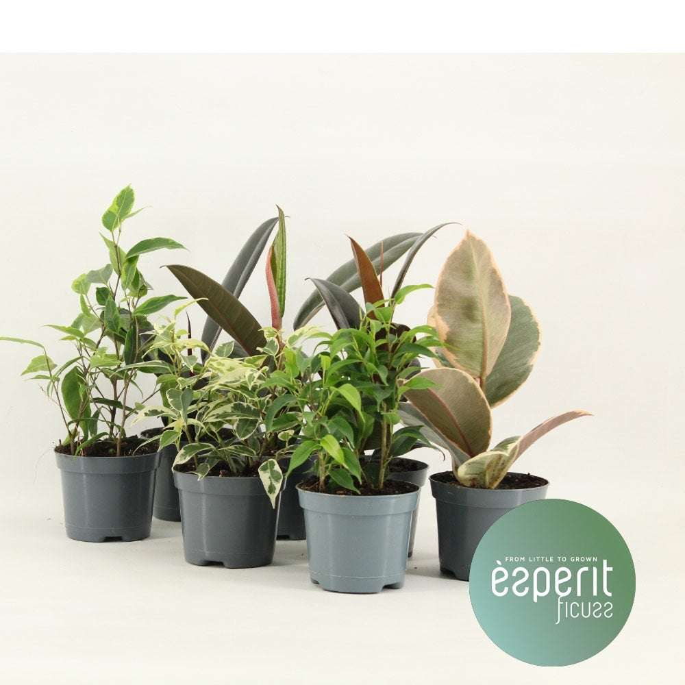 Ficus  Mix - Mix 5-7 Srt