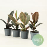 Ficus Elastica Mix - Mix 3-4 Srt