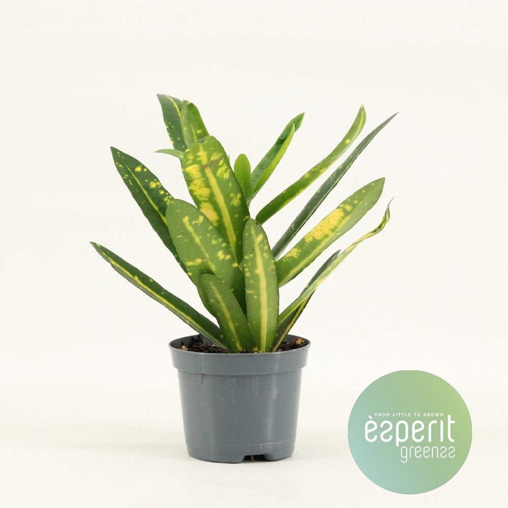 Codiaeum Sunny Star