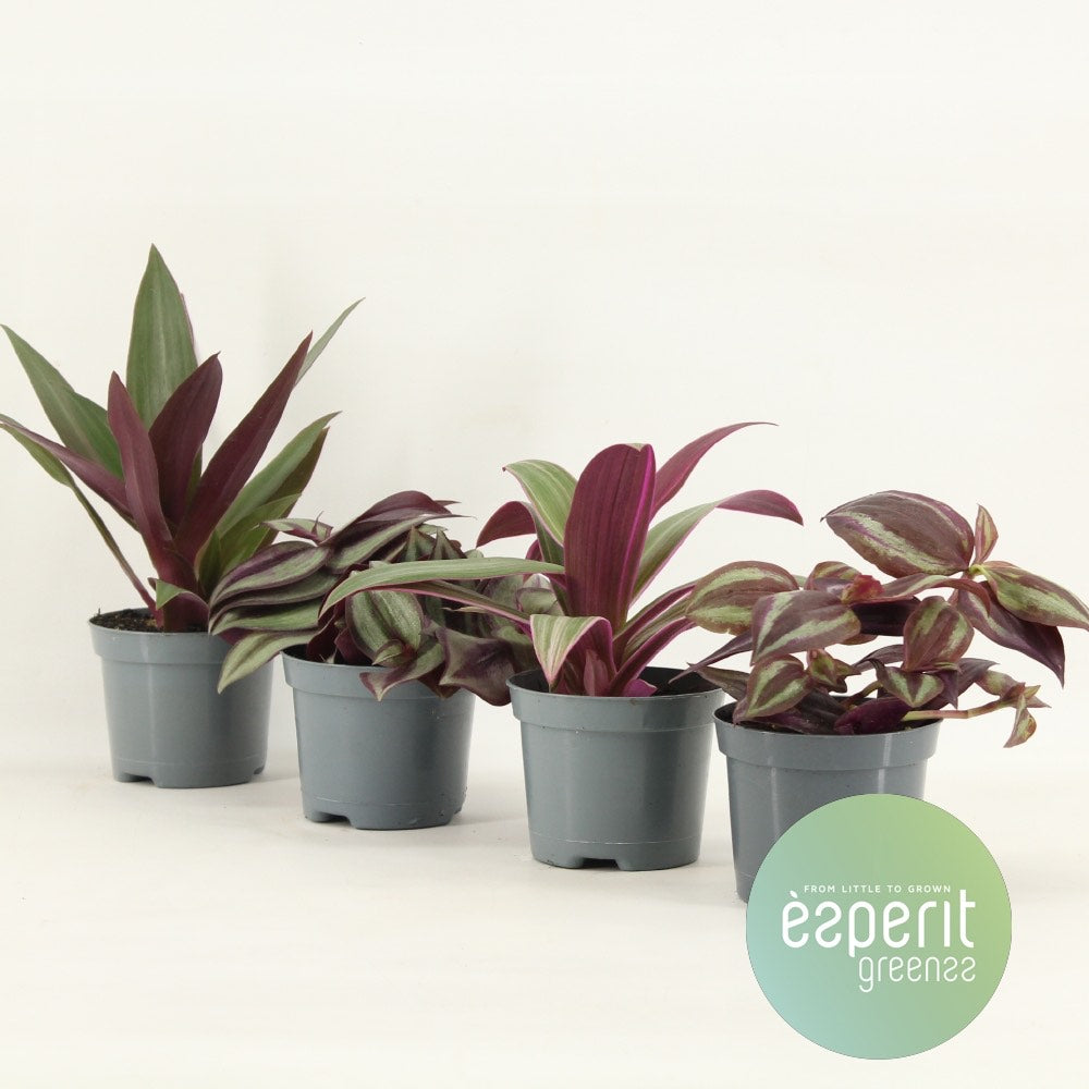 Tradescantia Mix