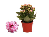 Kalanchoe Rosalina Don Alano - Pink White