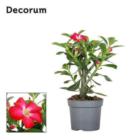 Adenium Obesum