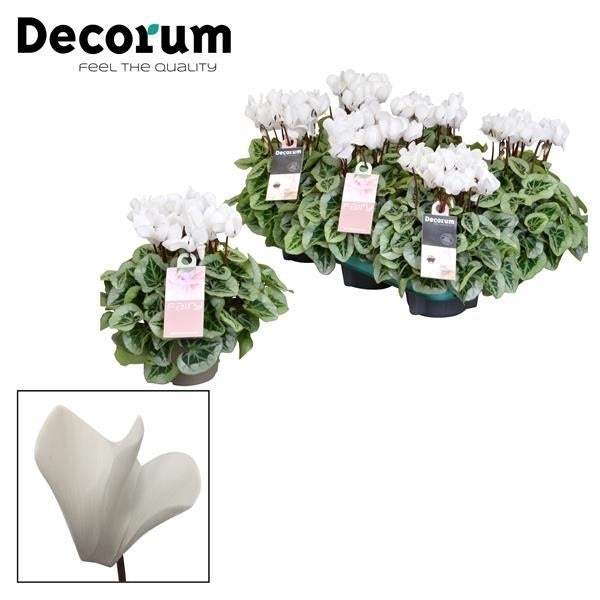 Cyclamen Persicum Kleinbloemig Super Serie Picasso - White