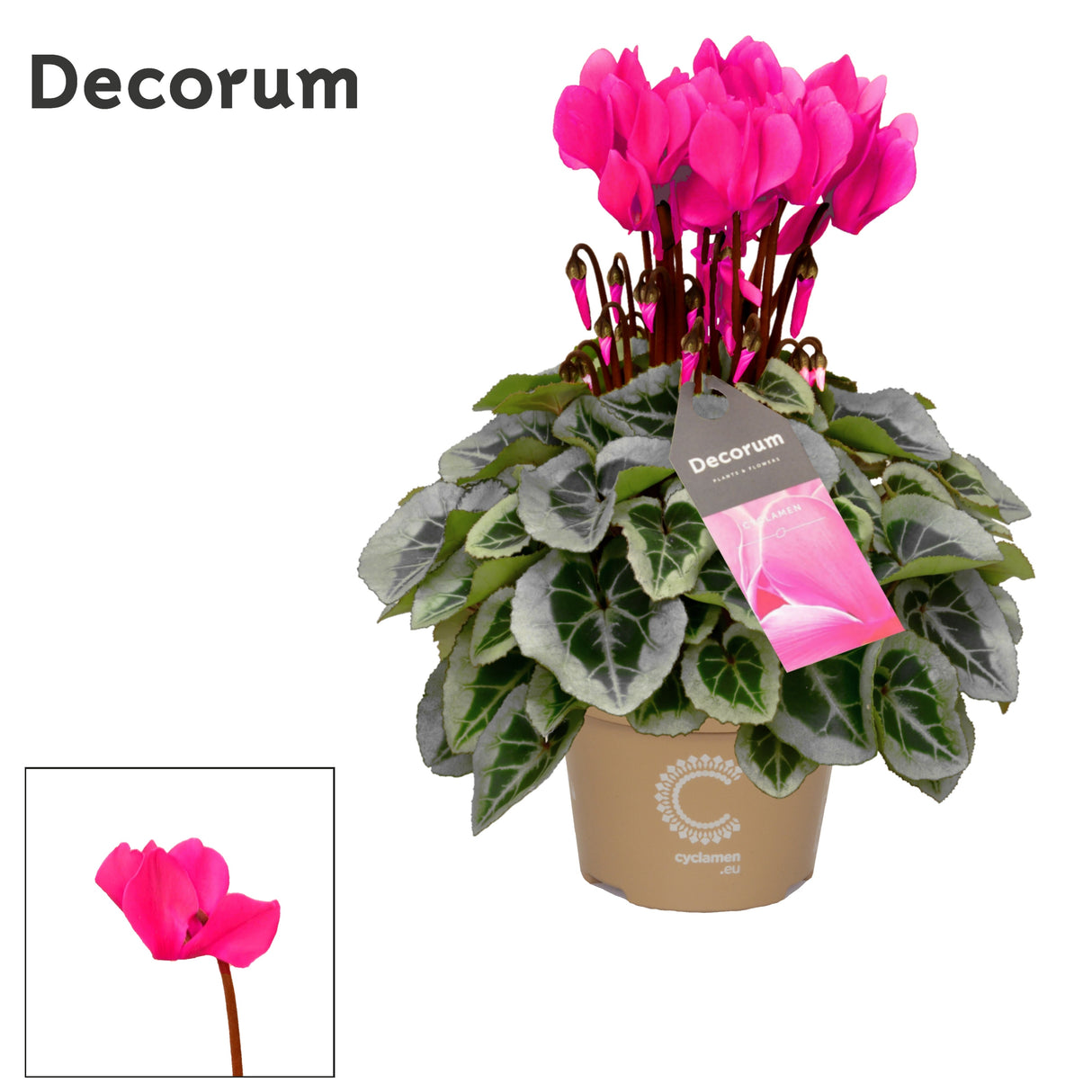 Cyclamen Persicum Kleinbloemig Super Serie Picasso - Pink