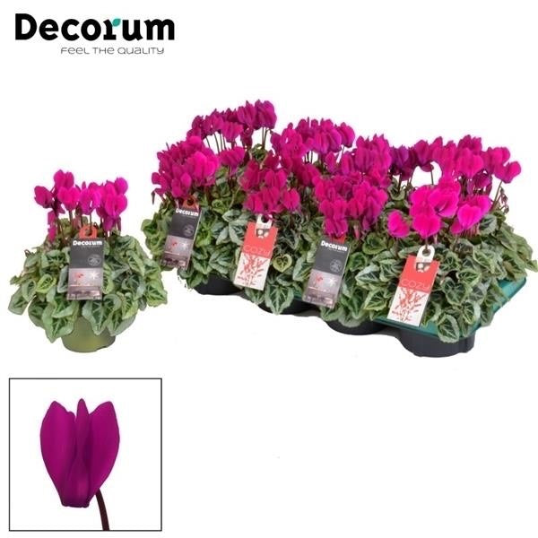 Cyclamen Persicum Kleinbloemig Super Serie Picasso - Violet