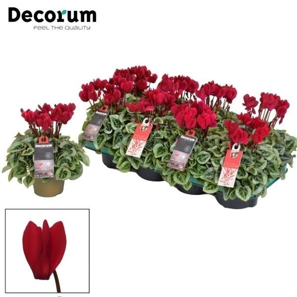 Cyclamen Persicum Kleinbloemig Super Serie Picasso - Red