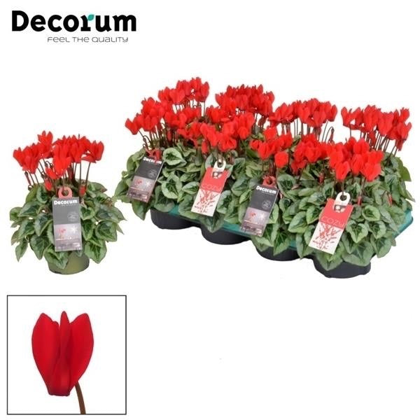 Cyclamen Persicum Kleinbloemig Super Serie Picasso - Red