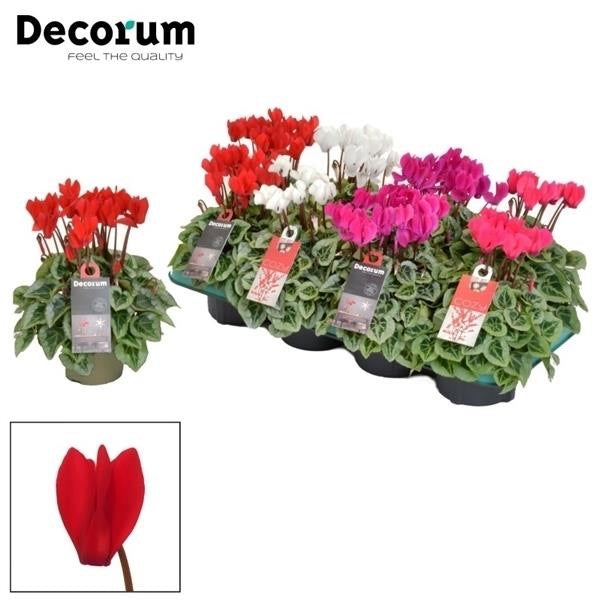 Cyclamen Persicum Kleinbloemig Super Serie Picasso Mix