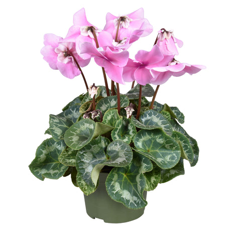 Cyclamen Persicum Grootbloemig Fleur En Vogue - Pink