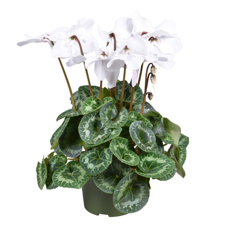 Cyclamen Persicum Grootbloemig Fleur En Vogue - White