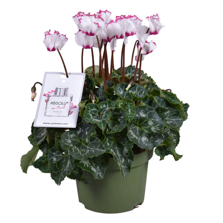 Cyclamen Persicum Kleinbloemig Persicum 'Absolu De Morel' - White