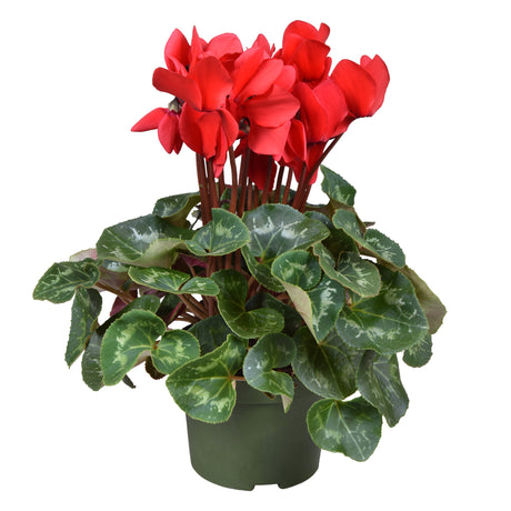 Cyclamen Persicum Grootbloemig Super Serie Leopardo - Red