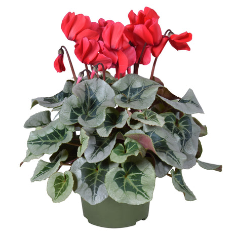 Cyclamen Persicum Midi Metalis - Red