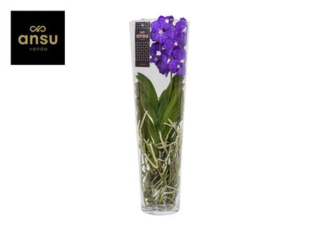 Vanda Lisanne - Blue