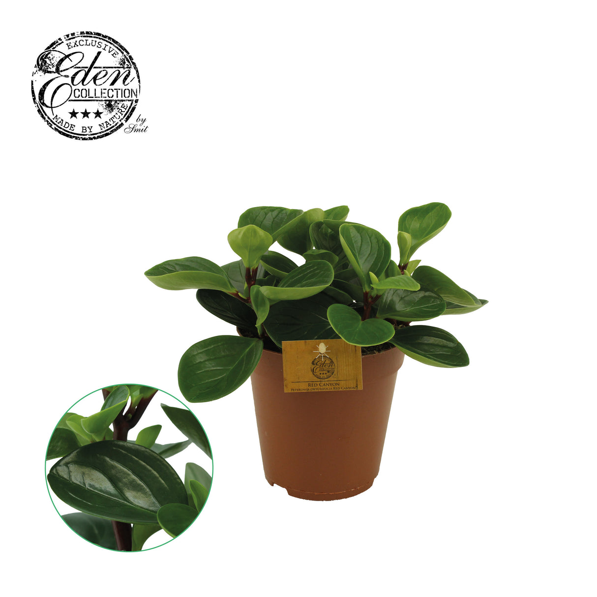 Peperomia Obtusifolia Red Canyon