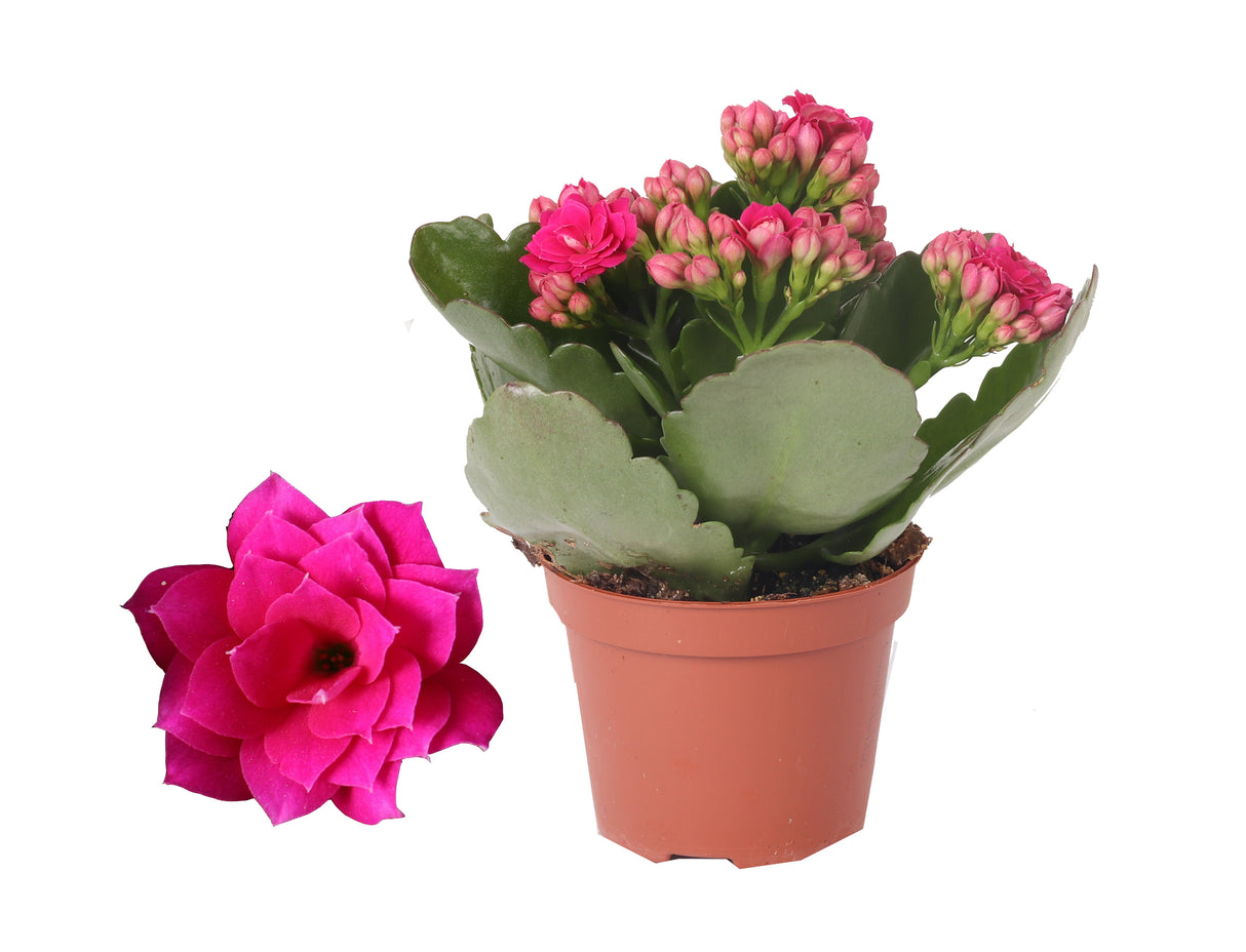 Kalanchoe Rosalina Don Victorio - Violet