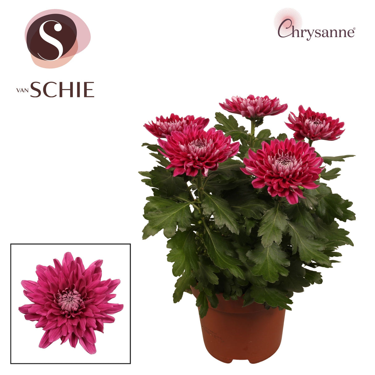 Chrysanthemum Zembla Next - Violet