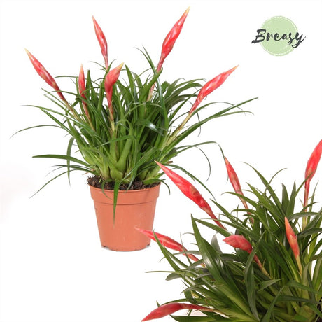 Vriesea 'Astrid' - Red