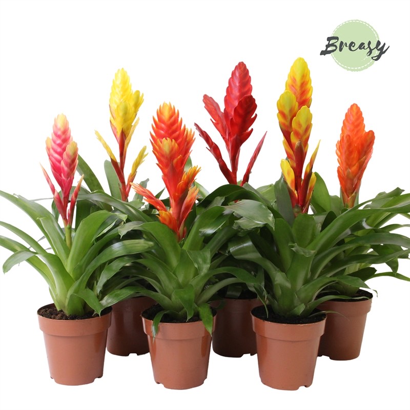 Vriesea Cupcake Mix