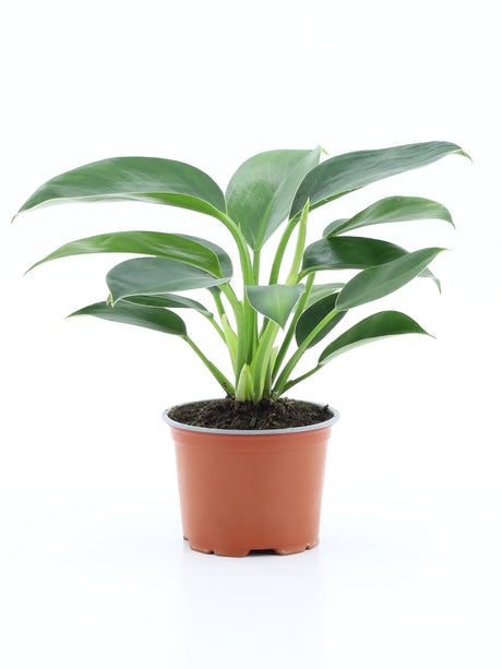 Philodendron Green Line