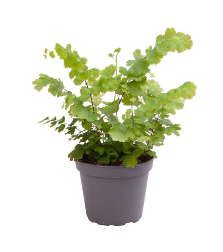 Adiantum Raddianum 'Fritz-Luthi'