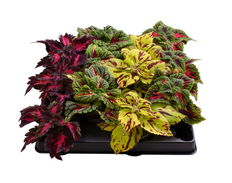 Coleus Mix