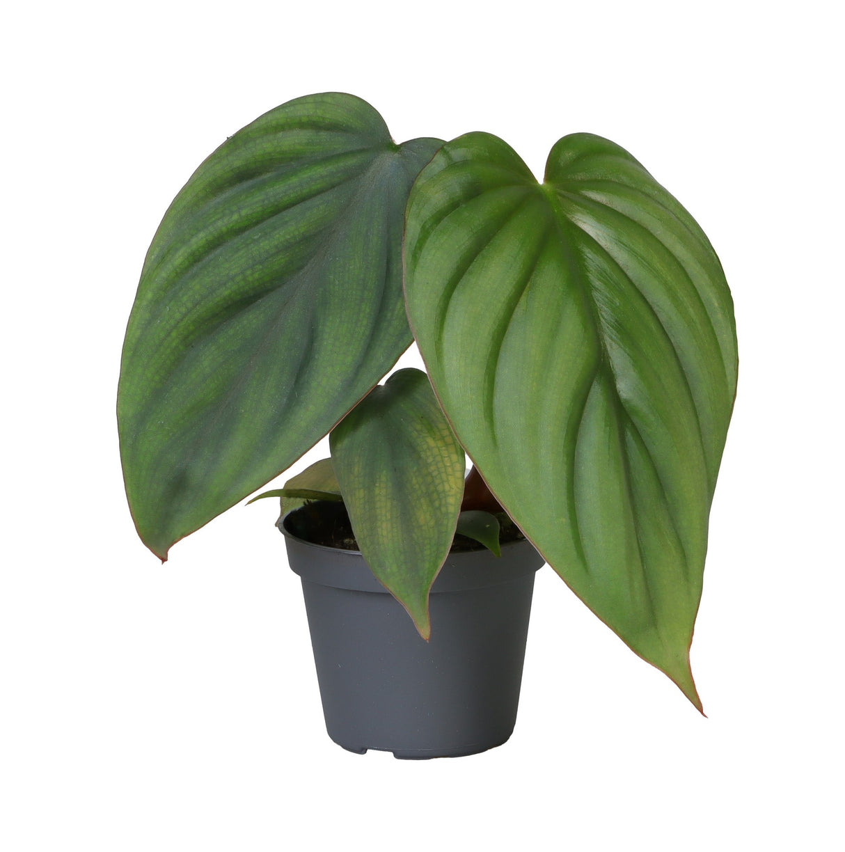 Philodendron Mamei