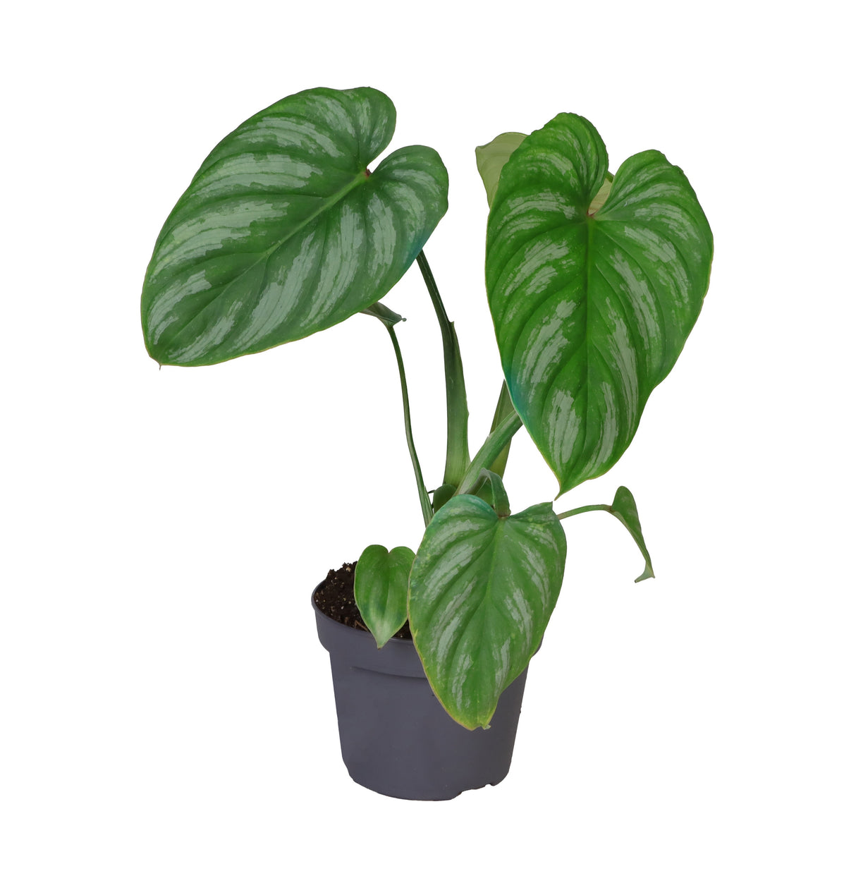 Philodendron Mamei