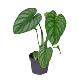 Philodendron Mamei