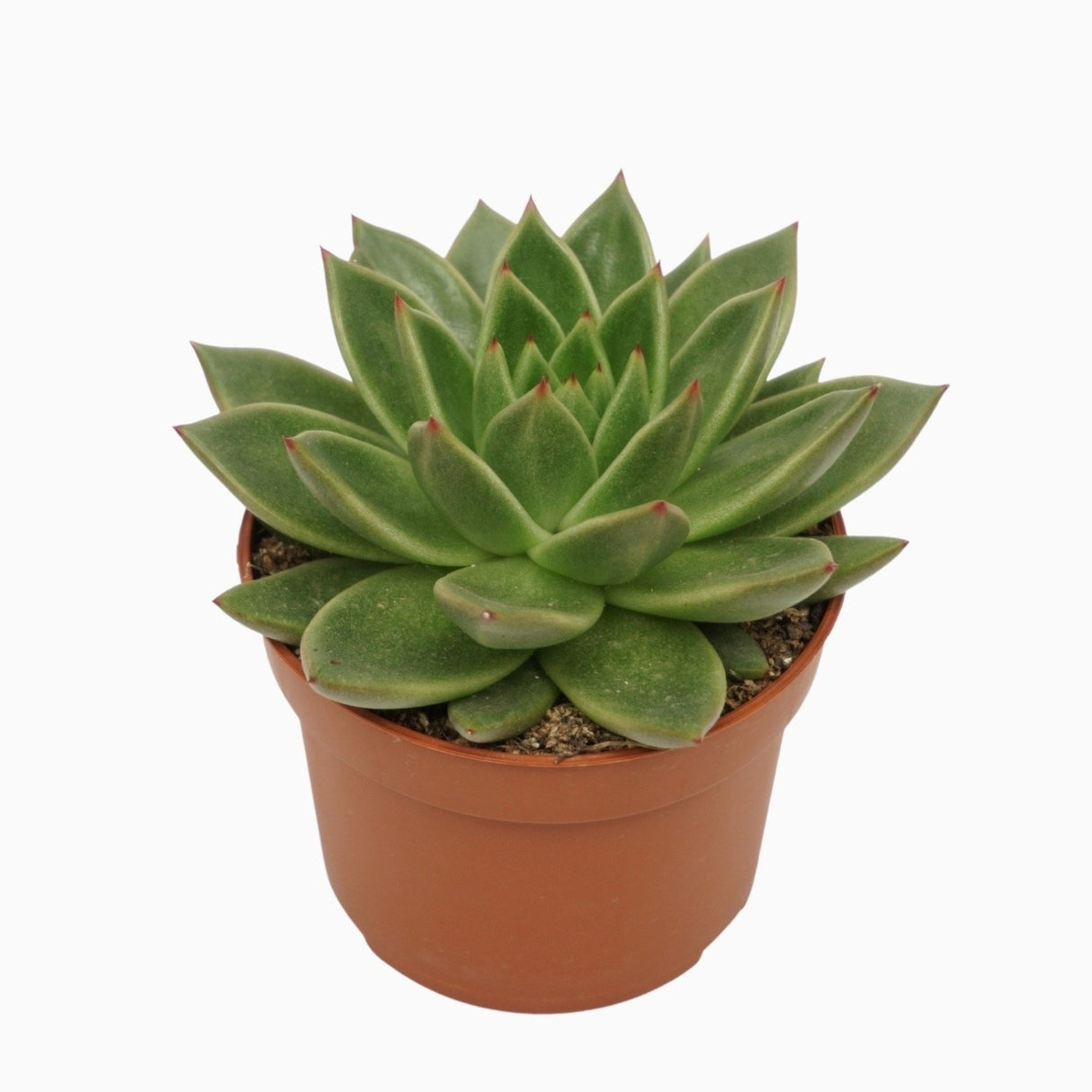 Echeveria Agavoides