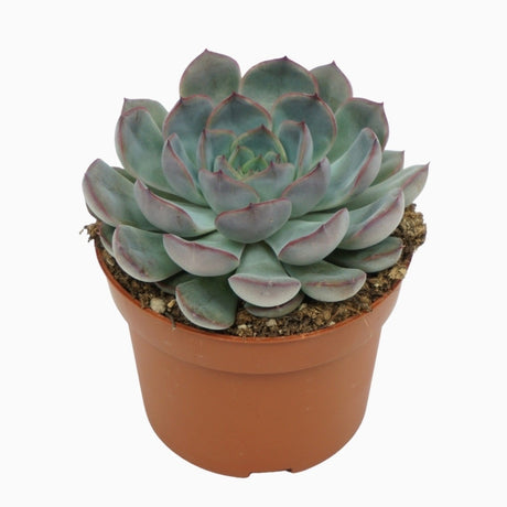 Echeveria 'Hercules'