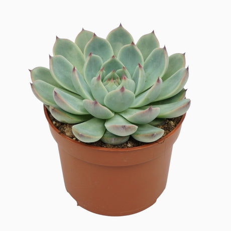 Echeveria Parva Lindsayana