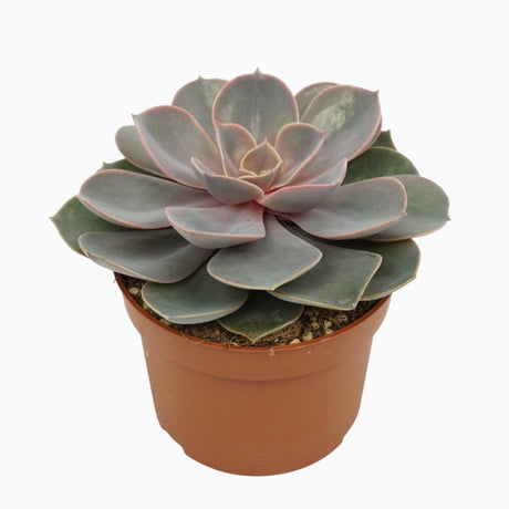 Echeveria 'Perle Von Nurnberg'