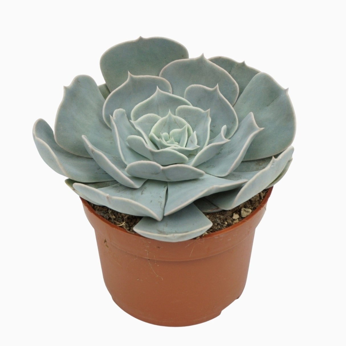 Echeveria 'Pollux'