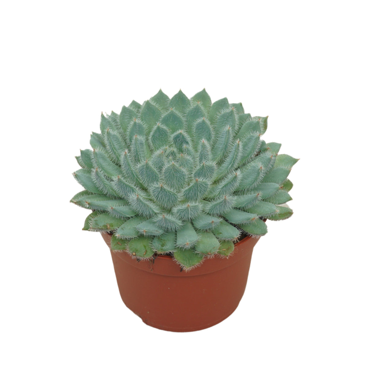 Echeveria Setosa