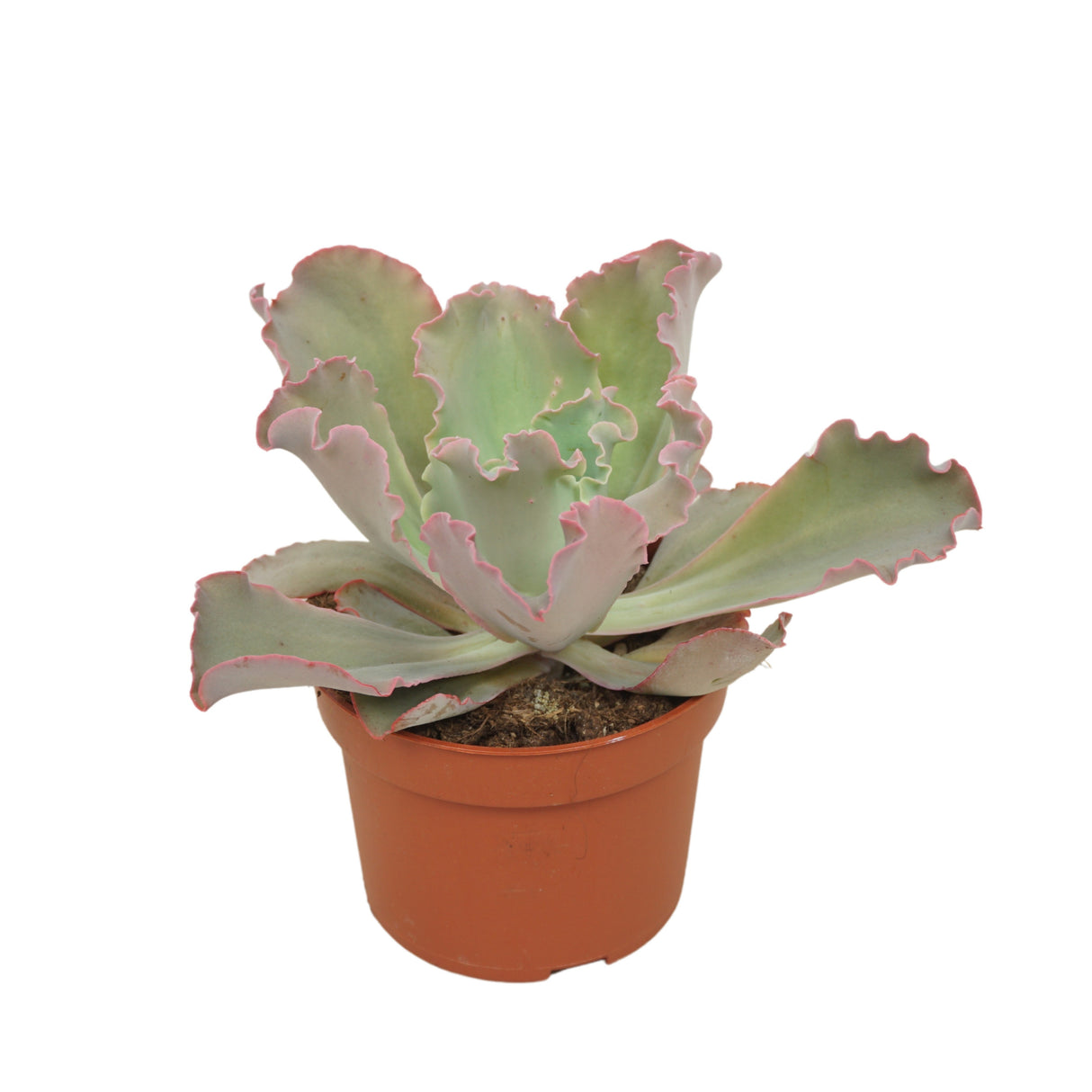 Echeveria Shaviana