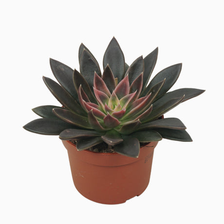 Echeveria Serana