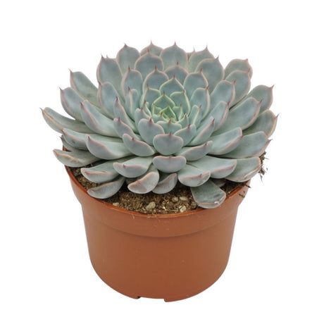 Echeveria Texensis Rosa