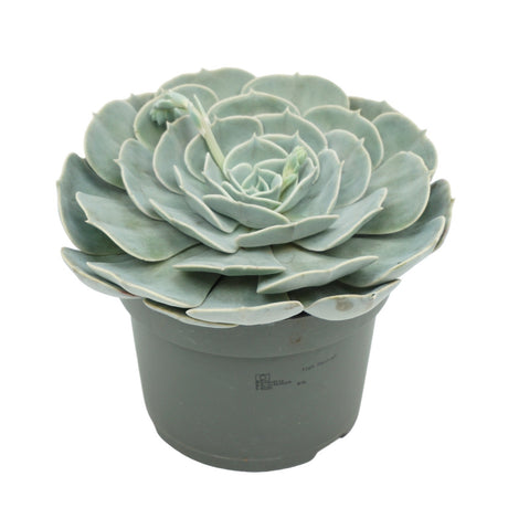 Echeveria 'Pollux'