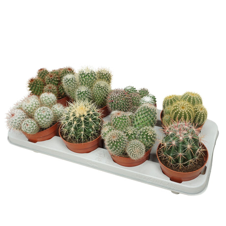 Cactus Mix - Ball