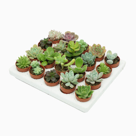 Succulent Mini Mix