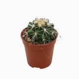 Echinocactus Grusonii 'Albispina' - Ball