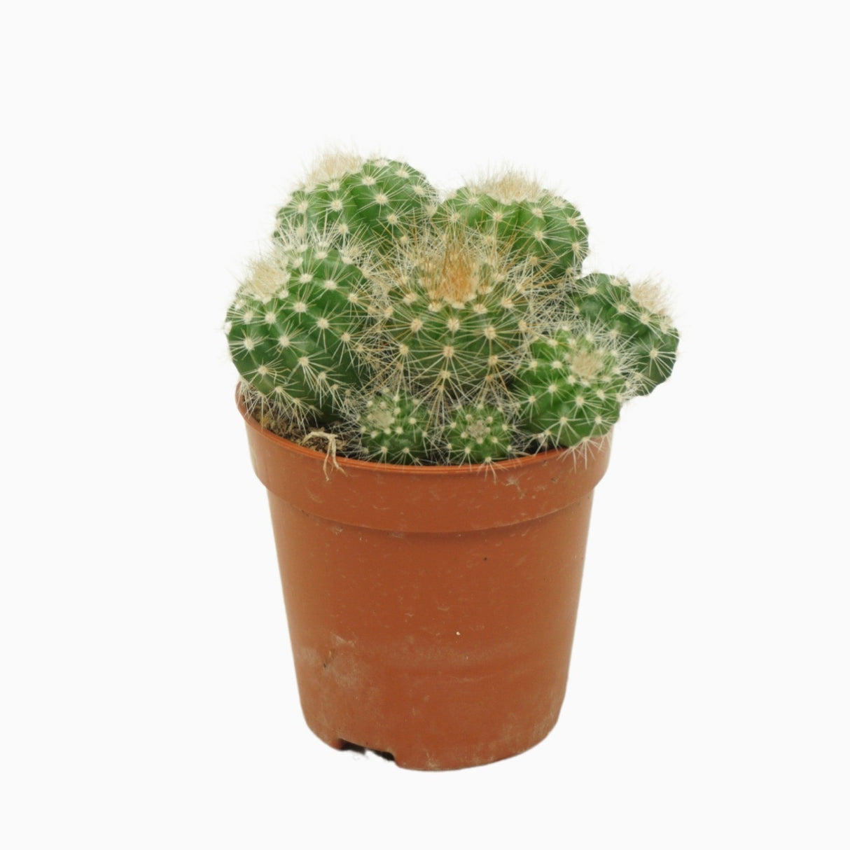 Notocactus Magnificus - Ball