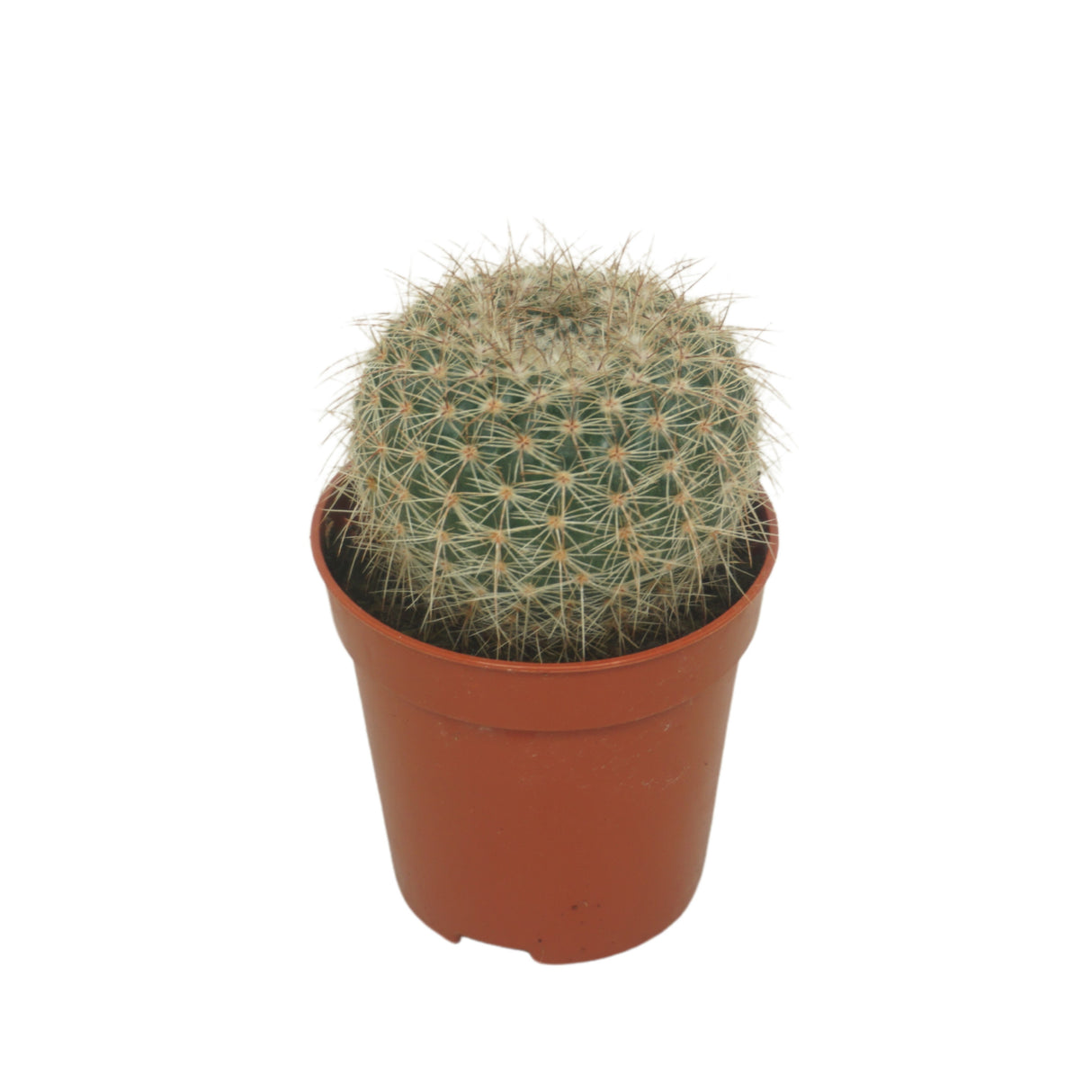 Cactus Overig - Ball