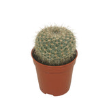 Cactus Overig - Ball