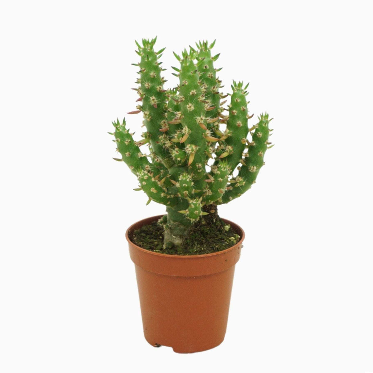 Austrocylindropuntia Subulata