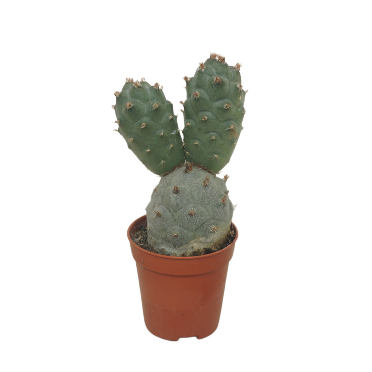 Tephrocactus Articulatus - Column