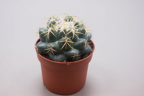 Coryphantha Elephantipens - Ball