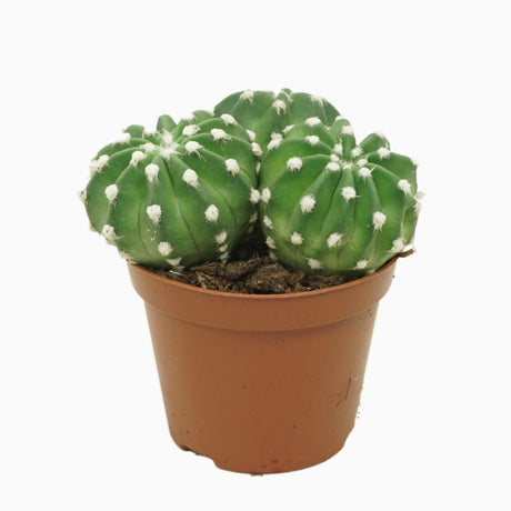 Echinopsis Oxygona - Ball